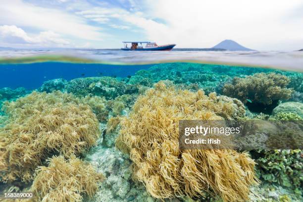 splitshot, diving the national park, siladen, bunaken, manado tua, indonesia - manado stock pictures, royalty-free photos & images