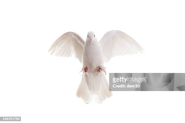 weiße taube - white pigeon stock-fotos und bilder