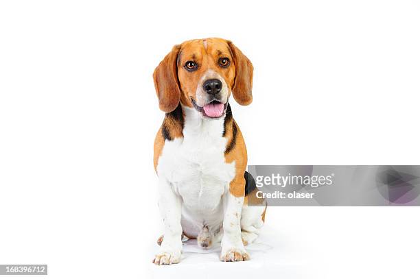 model schuss von kleinen beagle-hund - hund freisteller stock-fotos und bilder