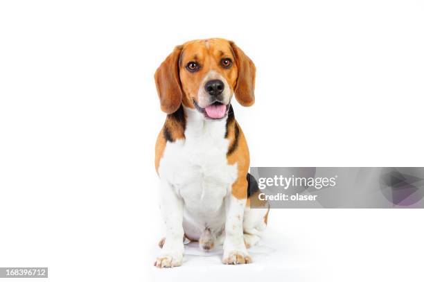 model shot of young beagle dog - beagle stockfoto's en -beelden