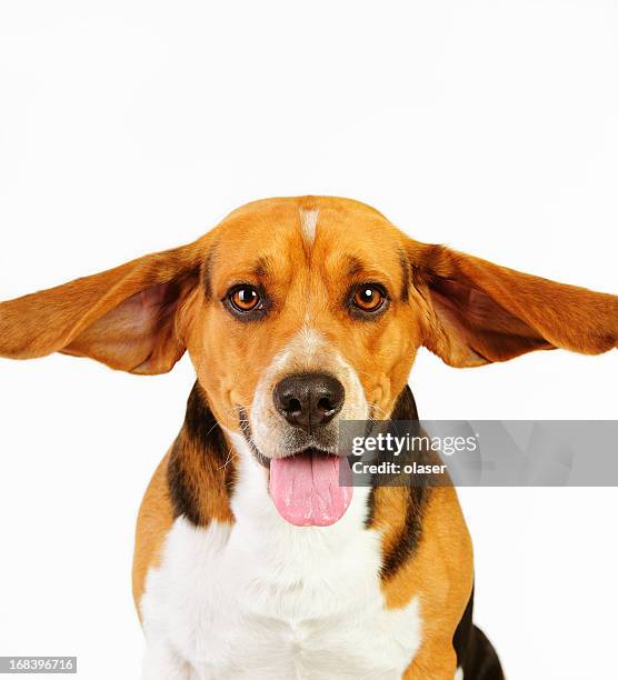 model shot of young beagle dog with flying ears - dog listening stock pictures, royalty-free photos & images