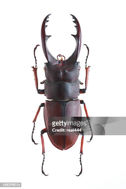 hirschkäfer (prosopocoilus astacoides elaphus) - horned beetle stock-fotos und bilder