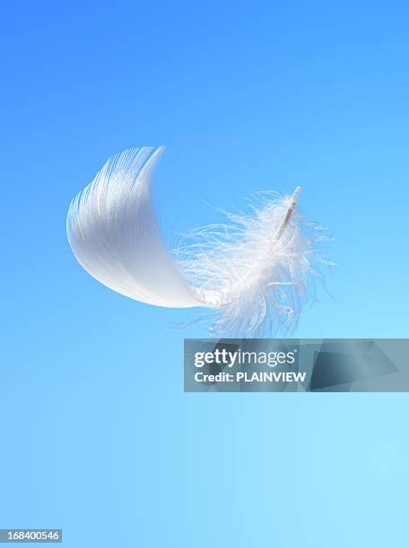 white feather - feather stock pictures, royalty-free photos & images