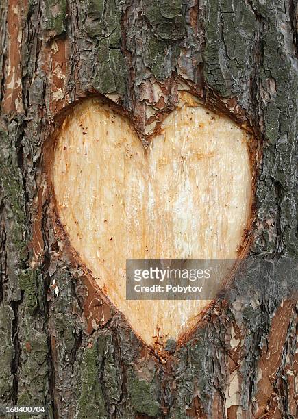 pine corazón - carving fotografías e imágenes de stock
