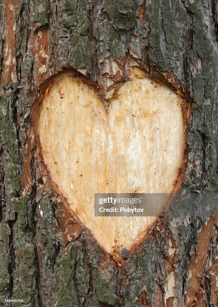 Pine heart