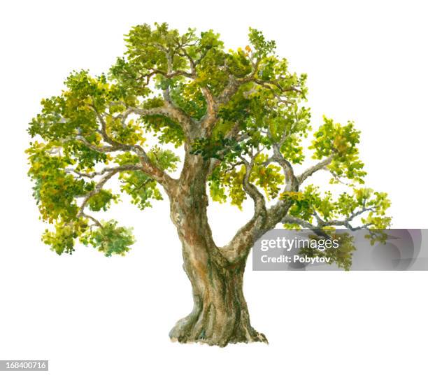 aquarell tree - eiche stock-grafiken, -clipart, -cartoons und -symbole