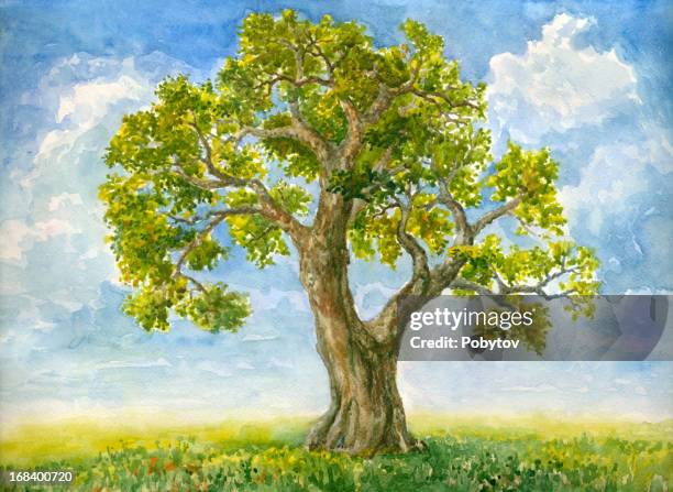 watercolor tree - large tree stock illustrations