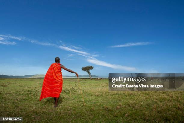 kenya. masai shepherd with traditional dress. - herding stock pictures, royalty-free photos & images