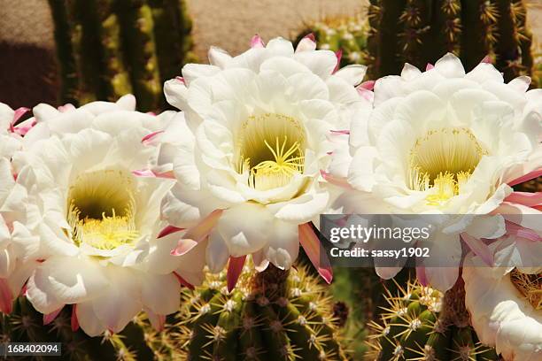 saguaro cactus flower - cactus blossom stock pictures, royalty-free photos & images