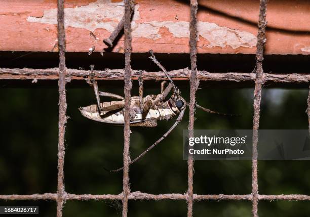 Mango tree borer or Mango trunk borer or Mango stem borer is a species of long-horn beetle and Pest of Mango in the family Cerambycidae. Attack by...