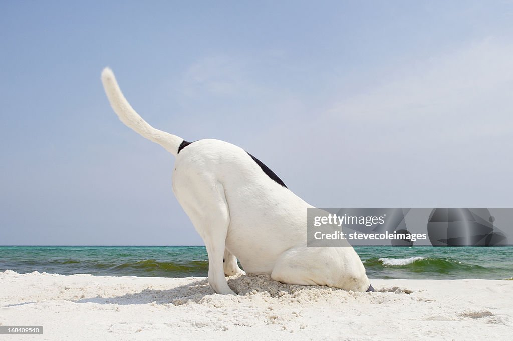 Buscar Perro en la playa cavando