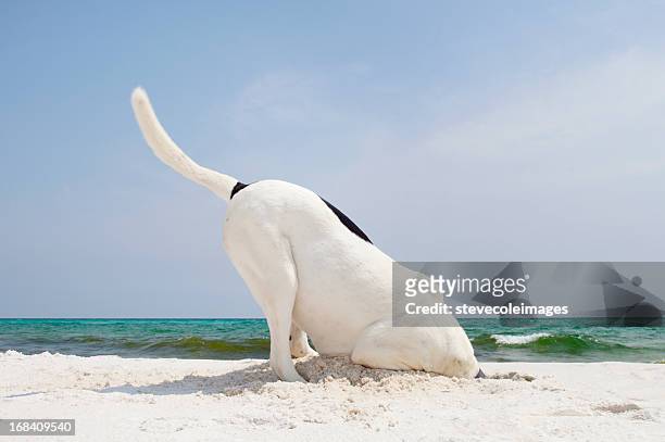 searching dog at beach digging - digging hole stock pictures, royalty-free photos & images