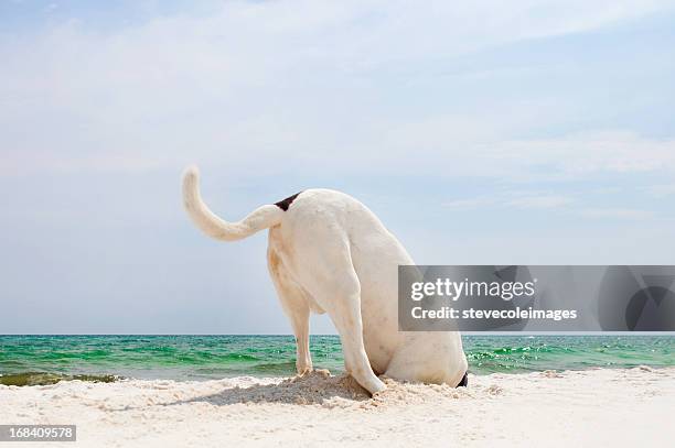 searching dog - digging stockfoto's en -beelden