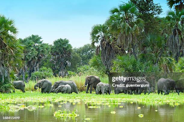 african elephants drinking water at lake manze, selous, tanzania - djurskyddsområde bildbanksfoton och bilder