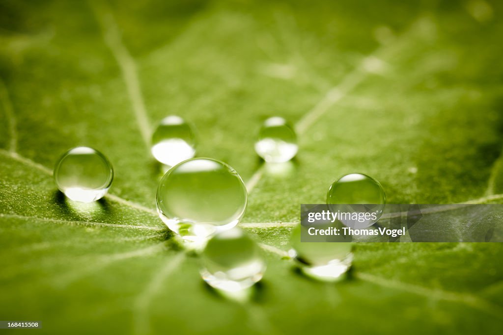 Gocce d'acqua su Verde foglia