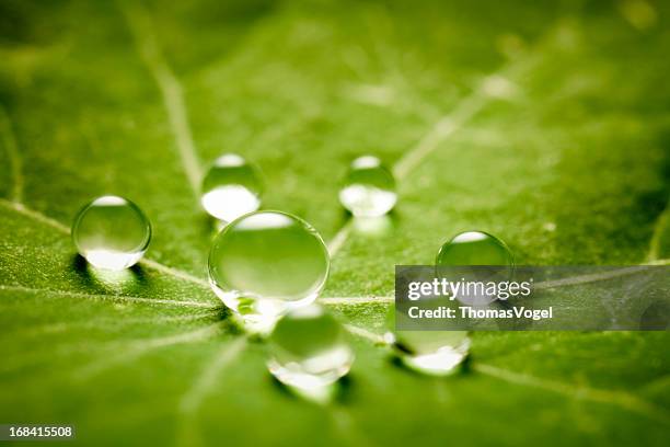gocce d'acqua su verde foglia - fiore di loto foto e immagini stock