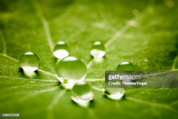 water drops on green leaf - aquatic plant stock pictures, royalty-free photos & images