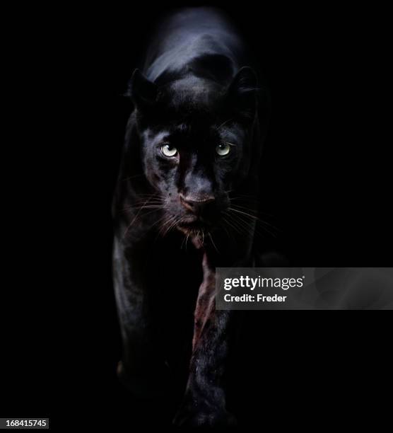 black panther - black leopard stock-fotos und bilder