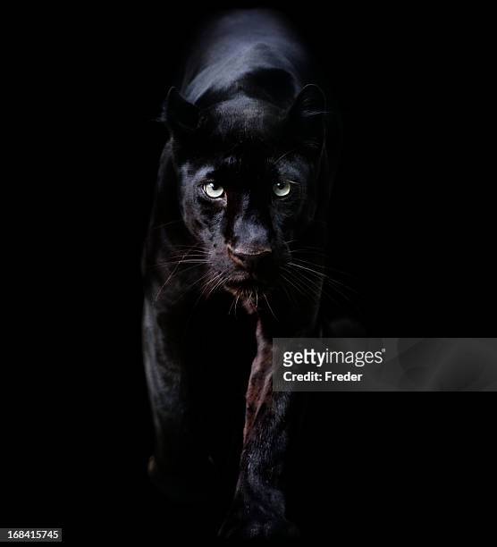  fotos e imágenes de Pantera Negra - Getty Images