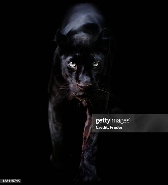2,162 fotos de stock e banco de imagens de Pantera Negra - Getty Images 2,162 fotos de stock e banco de imagens de Pantera Negra - Getty Images