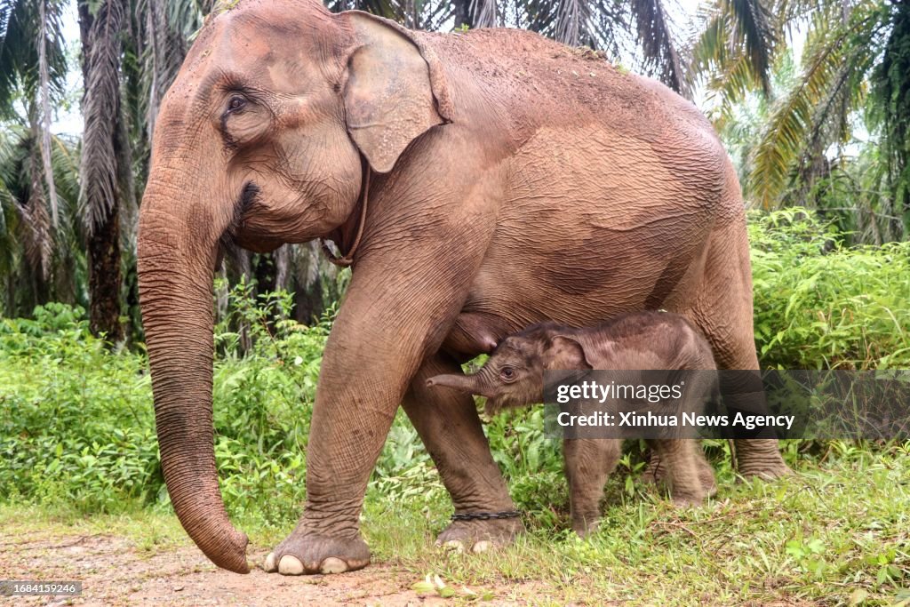 INDONESIA-ACEH BARAT-BABY-SUMATRAN ELEPHANT