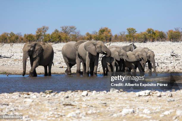 herd of elephants in a waterhole at etosha national park - namibia - africa - etosha nationaal park stockfoto's en -beelden