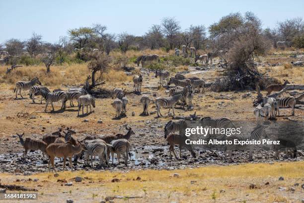 herds of zebras and kudus - wildlife - game reserve - etosha national park, namibia - grote-vijf-wilde-dieren stockfoto's en -beelden