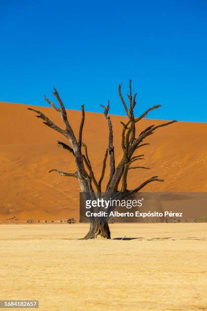 deadvlei, namibia - namib-naukluft national park - sesriem and sossusvlei desert - namibian cultures stock pictures, royalty-free photos & images