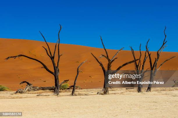 deadvlei, namibia - namib-naukluft national park - sesriem and sossusvlei desert - namibian cultures stock pictures, royalty-free photos & images