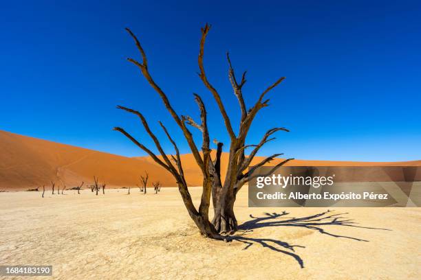 deadvlei, namibia - namib-naukluft national park - sesriem and sossusvlei desert - namibian cultures stock pictures, royalty-free photos & images