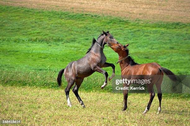 playing foals on pasture - foap stock pictures, royalty-free photos & images