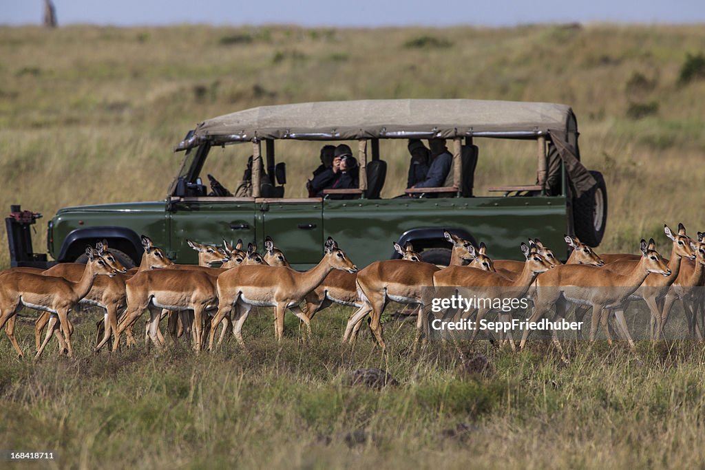 Safari car with herd of Impalas