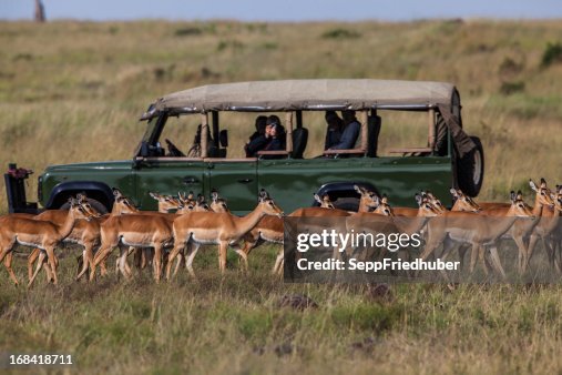 Safari car with herd of Impalas Safari car with herd of Impalas