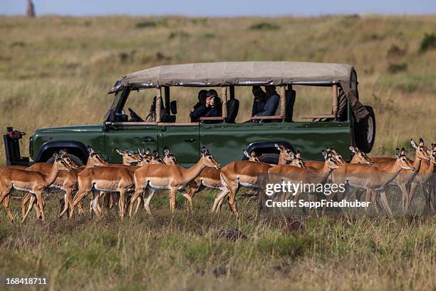 safari car with herd of impalas - kenya safari stock pictures, royalty-free photos & images