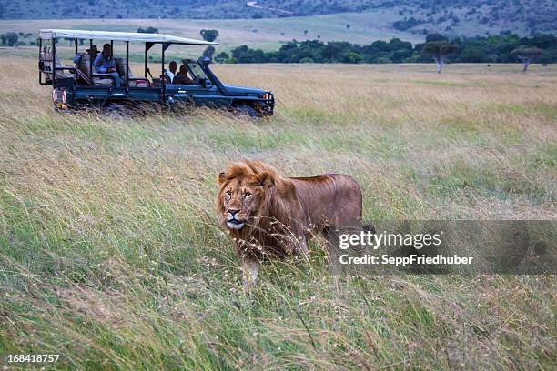 auto mit männlichen löwen im masai mara-park in kenia - safari park stock-fotos und bilder