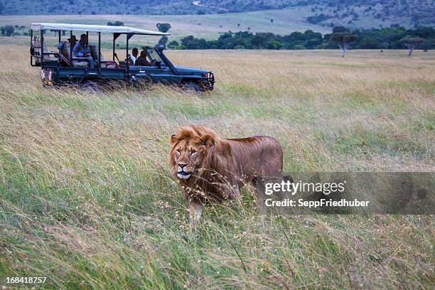 voiture avec lion mâle sur masai mara park kenya - african lion photos et images de collection