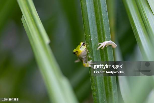 laubfrosch (hyla arborea) klettert auf schilfgras. - frogs in wetlands stock-fotos und bilder