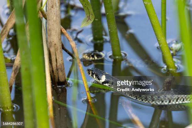 two grass snakes (natrix natrix) swimming in a pond. - water snake stock pictures, royalty-free photos & images
