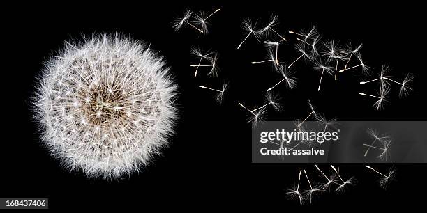 dandelion and seeds - dandelion isolated stock pictures, royalty-free photos & images