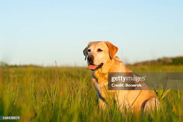 labrador retriever dog in a grassy field - gul labrador retriever bildbanksfoton och bilder