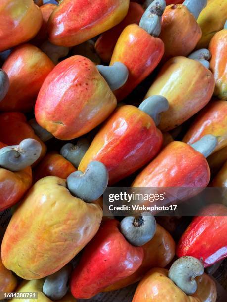 cashew fruit - cashew stock pictures, royalty-free photos & images
