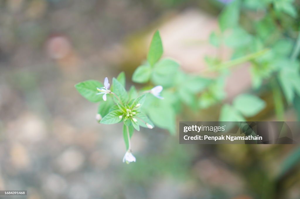 Cleome gynandra