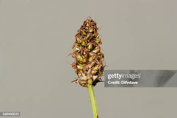 seed head of single rib wort plantain - plantago lanceolata stock pictures, royalty-free photos & images