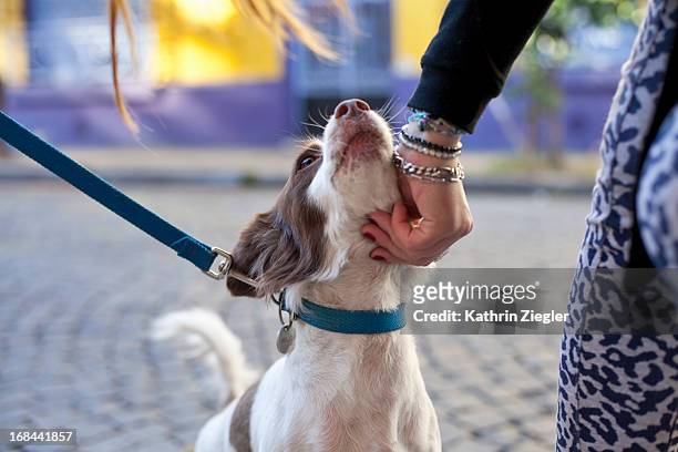 cute little dog being petted on the street - dog lead stock pictures, royalty-free photos & images
