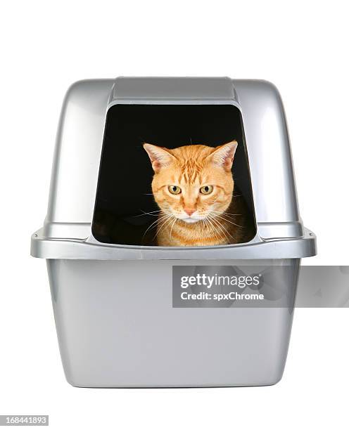 cat in the litter box - litter box stock pictures, royalty-free photos & images