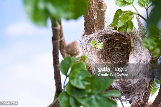 bird's nest - bird on a tree stock-fotos und bilder