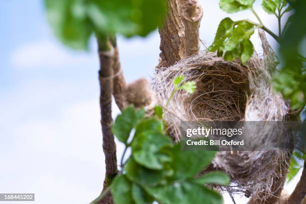 鳥の巣 - birds nest ストックフォトと画像