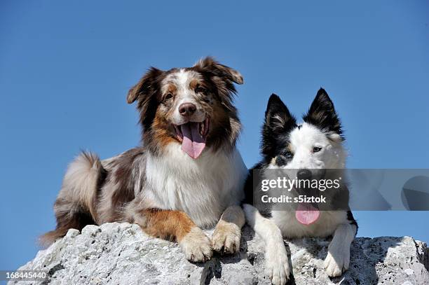 descanso - australian shepherd - fotografias e filmes do acervo