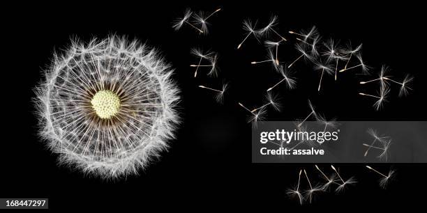 192点のタンポポの綿毛のストックフォト Getty Images 192点のタンポポの綿毛のストックフォト Getty Images