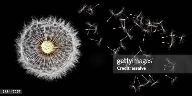 dandelion and seeds - paardebloemzaad stockfoto's en -beelden